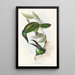 Monografia rodzin Ramphastidae lub rodziny toucanów Pl32 - John Gould — oprawiony obraz na ścianie
