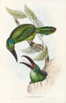 Monografia rodzin Ramphastidae lub rodziny toucanów Pl32 - John Gould — widok dzieła