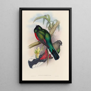 John Gould - A monograph of the Trogonidae or family of trogons Pl04.webp