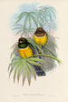 Monografia rodzin Trogonidae lub rodzinę trogonów Pl06 - John Gould — widok dzieła