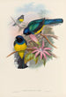 Monografia rodzin Trogonidae lub rodzinę trogonów Pl08 - John Gould — widok dzieła