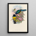 Monografia rodzin Trogonidae lub rodzinę trogonów Pl08 - John Gould — oprawiony obraz na ścianie
