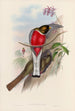 Monografia rodzin Trogonidae lub rodzinę trogonów Pl11 - John Gould — widok dzieła