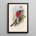 Monografia rodzin Trogonidae lub rodzinę trogonów Pl11 - John Gould — oprawiony obraz na ścianie