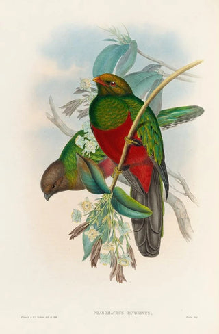 John Gould - A monograph of the Trogonidae or family of trogons Pl14.webp
