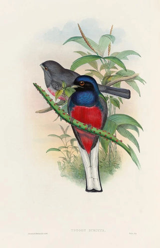 John Gould - A monograph of the Trogonidae or family of trogons Pl17.webp