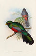 Monografia rodzin Trogonidae lub rodzinę trogonów Pl20 - John Gould — widok dzieła