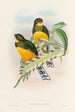Monografia rodzin Trogonidae lub rodziny trogonów Pl25 - John Gould — widok dzieła