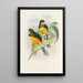 Monografia rodzin Trogonidae lub rodziny trogonów Pl25 - John Gould — oprawiony obraz na ścianie