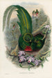 Monografia rodzin Trogonidae lub rodzinę trogonów Pl27 - John Gould — widok dzieła