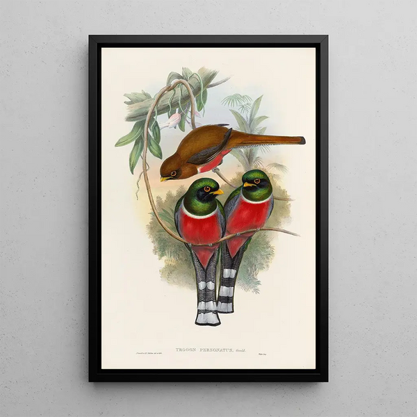 John Gould - A monograph of the Trogonidae or family of trogons Pl32.webp