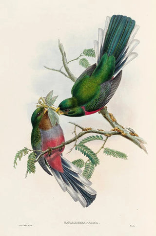 John Gould - A monograph of the Trogonidae or family of trogons Pl36.webp