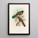 Monografia rodzin Trogonidae lub rodziny trogonów Pl41 - John Gould — oprawiony obraz na ścianie