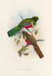 Monografia rodzin Trogonidae lub rodziny trogonów Pl41 - John Gould — widok dzieła