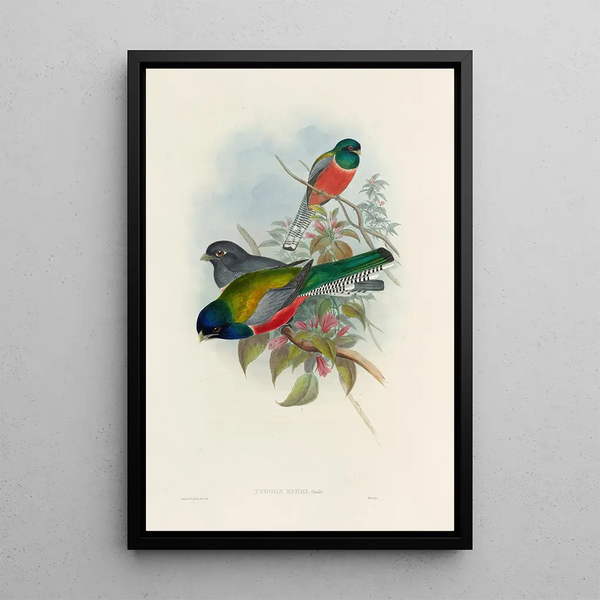 John Gould - A monograph of the Trogonidae or family of trogons Pl43.webp