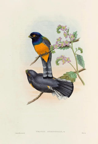 John Gould - A monograph of the Trogonidae or family of trogons Pl46.webp