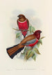 Monografia rodzin Trogonidae lub rodzinę trogonów Pl47 - John Gould — widok dzieła