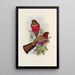 Monografia rodzin Trogonidae lub rodzinę trogonów Pl47 - John Gould — oprawiony obraz na ścianie