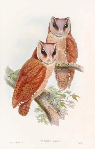 John Gould - Bay Owl.webp