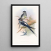Hémiprocné barbu - John Gould — oprawiony obraz na ścianie