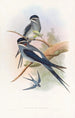 Hémiprocné barbu - John Gould — widok dzieła