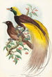 Oiseau de paradis Paradisea apoda - John Gould — widok dzieła