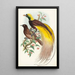 Oiseau de paradis Paradisea apoda - John Gould — oprawiony obraz na ścianie