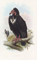 Czarny jastrząb - John Gould — widok dzieła
