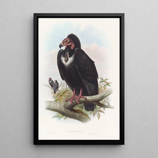 John Gould - Black Vulture.webp