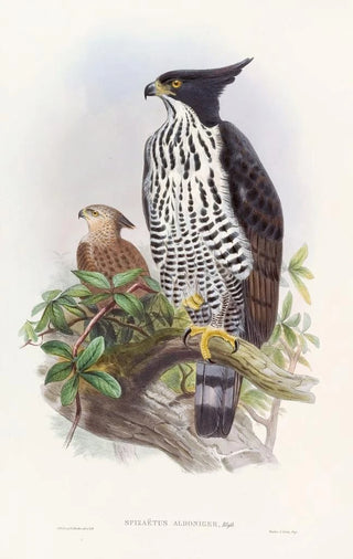 John Gould - Blackandwhite Crested Eagle.webp