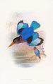 niebiesko-biały jerzyk - John Gould — widok dzieła