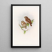 Chouette de Brodie - John Gould — oprawiony obraz na ścianie