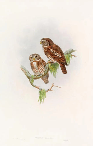 John Gould - Brodies Owlet.webp