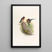 Hirondelle des bungalows - John Gould — oprawiony obraz na ścianie