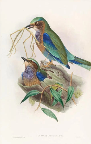John Gould - Burmese Roller.webp