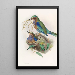 John Gould - Burmese Roller.webp