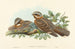 Engoulevent à collier roux - John Gould — widok dzieła