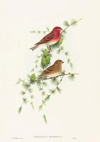 John Gould - Carpodacus erythrinus.webp