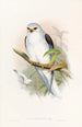 Elanus célèbre - John Gould — widok dzieła