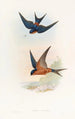 Hirondelle mosquée de Ceylan - John Gould — widok dzieła