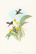 Damophila amabilis - John Gould — widok dzieła