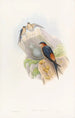 Hirondelle mosquée daurienne - John Gould — widok dzieła