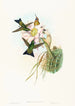 Eriocnemis vestitus - John Gould — widok dzieła