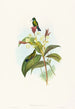 Eucephala caerulea - John Gould — widok dzieła