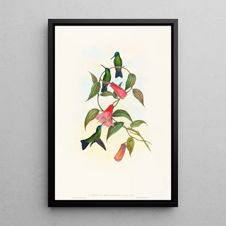 John Gould - Eucephala smaragdocaerulea.webp