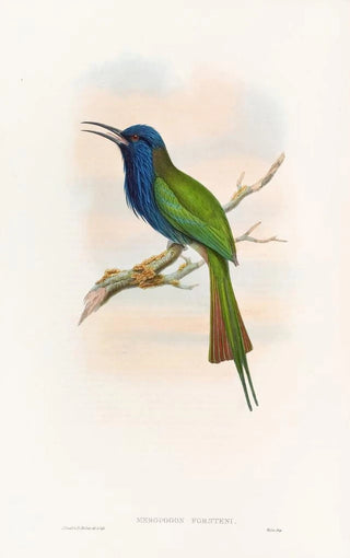 John Gould - Forstens Beeeater.webp