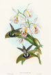 Glaucis fraseri - John Gould — widok dzieła