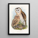 Effraie des herbes - John Gould — oprawiony obraz na ścianie