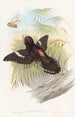 Wielki eurylaim - John Gould — widok dzieła