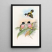 Eurylaime à capuchon - John Gould — oprawiony obraz na ścianie